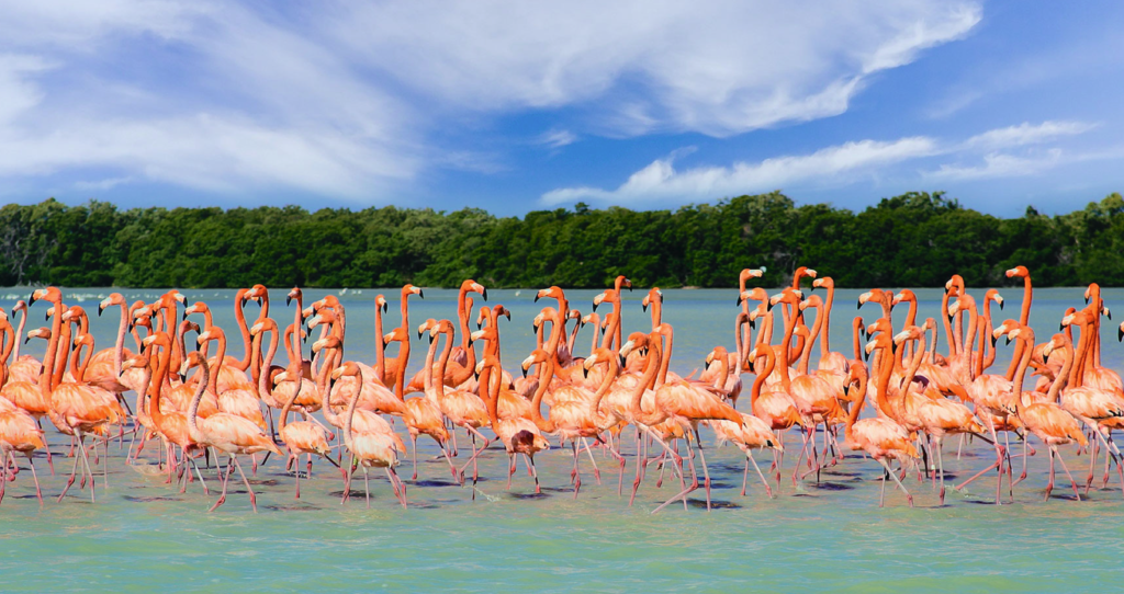 Zona de Flamingos