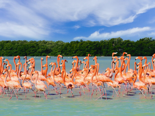 Zona de Flamingos